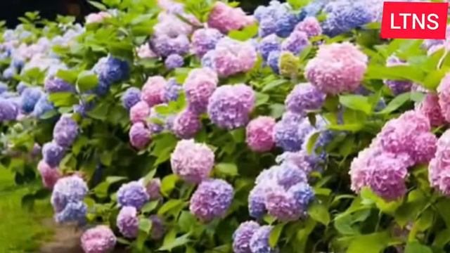 Most beautiful and expensive flowers in the world. смотреть онлайн