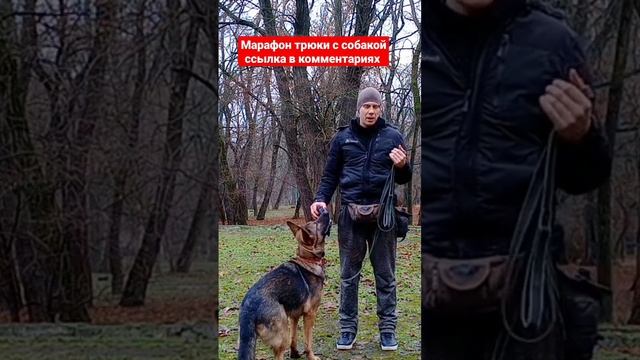 дрессировка немецкой овчарки как дрессировать собаку трюки с собакой #дрессировкасобак #кинолог смотреть онлайн