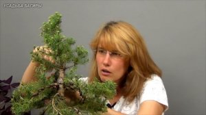 Бонсай из ели (ч.3).