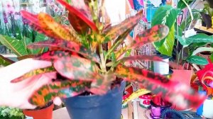 кротон экселент, пертра, вилма, голд стар, мамми, Санни стар, батик