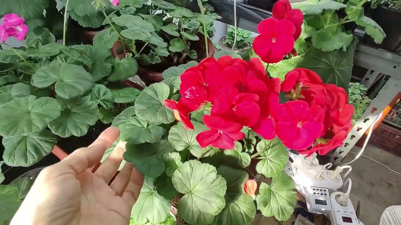 Сделайте это с пеларгонией в феврале. Почему желтеет и сохнет лист. Подготовка пеларгонии к весне. смотреть онлайн