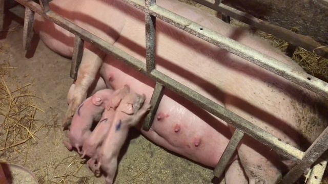 ТАКОГО Я НЕ ЖДАЛ, КАК ПРОШЕЛ ПЕРВЫЙ ОПОРОС В 2022 ГОДУ//БЕЛОСНЕЖНЫЙ ОПОРОС смотреть онлайн