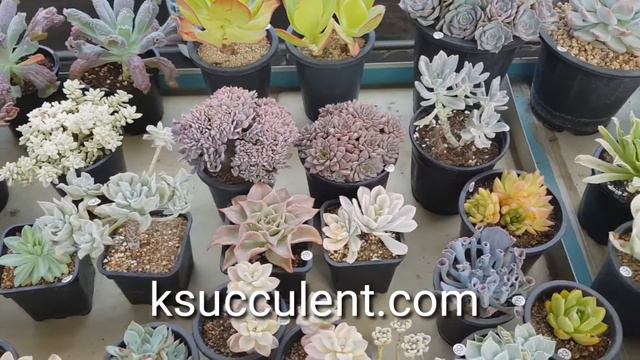 Korean succulent plants смотреть онлайн