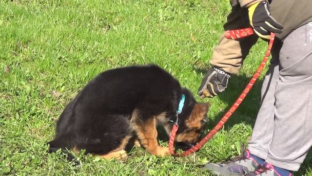 щенок немецкой овчарки Жуолль Батыр 3,5 мес смотреть онлайн