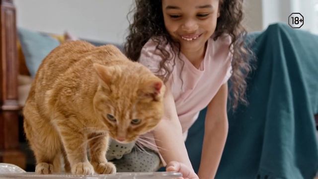 Котозависимость. Для тех, кто любит котов | Sova.live смотреть онлайн