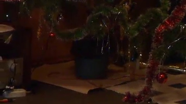 Кошка играет метром для шитья вокруг ёлки