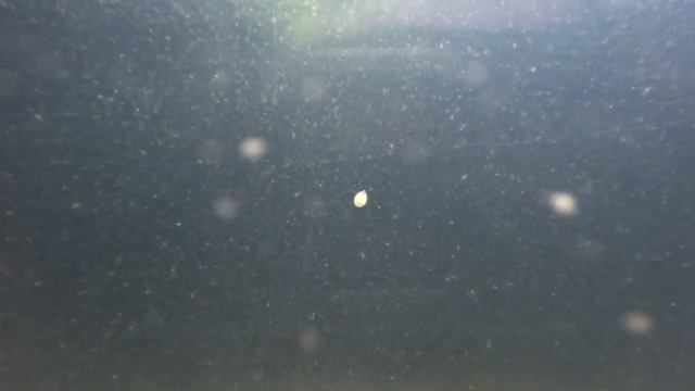 #3 Незваные гости вашего аквариума (планария, акролюкс, остракода,дафния,артемия, нематода) смотреть онлайн