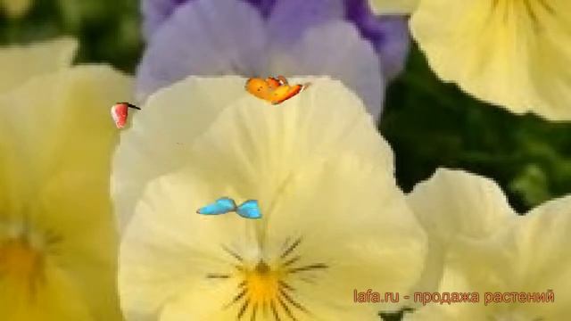 Виола ампельная Лемон ? ампельная виола Лемон обзор: как сажать, семена виолы Лемон