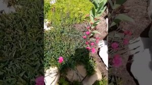 Гвоздика травянка или как я ее выращивала???