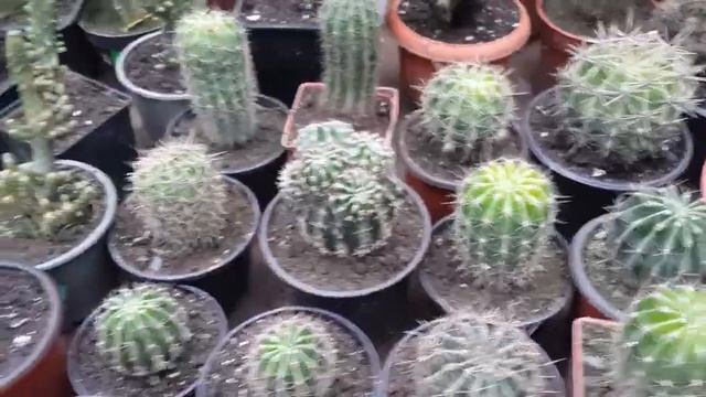 Что делать чтобы кактусы цвели смотреть онлайн