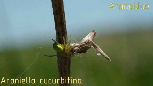 В поисках пауков (2020) часть 1 смотреть онлайн