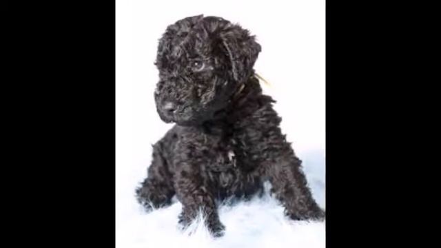 Kerry Blue Terrier "Una sombra azul en la verde Irlanda" смотреть онлайн