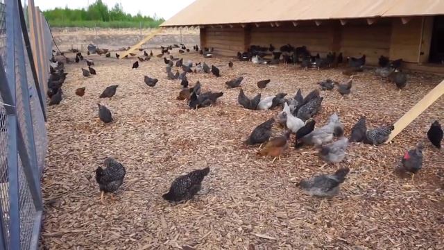 ЯЙЦА: ЕСТЬ ИЛИ НЕТ? Варить, или есть сырыми? ГМО яйца. Холин, лютеин, лецитин, Д3, В12, ЭПК, ДГК. смотреть онлайн