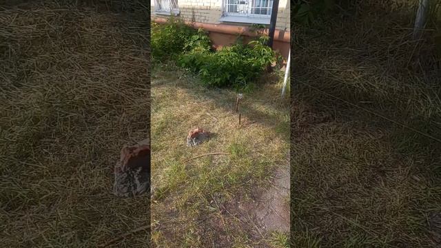 Козырёк над крыльцом.Начало?