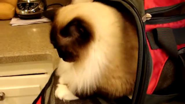 Charlie, a Seal Mitted Ragdoll with a Blaze, After 1 Year смотреть онлайн