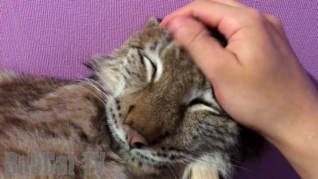 Мурлыканье (урчание) большой кошки смотреть онлайн