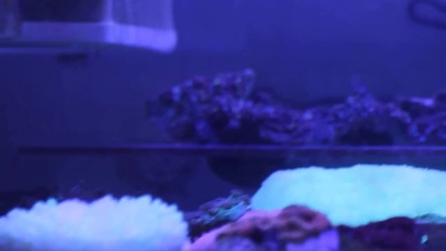 Рыбы Хирурги Зебрасома итд смотреть онлайн