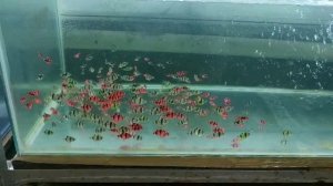 ОБЗОР РАЗВОДНИ аквариумных рыбок