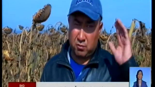 Тяжелые погодные условия и отсутствие дизтоплива тормозят уборку подсолнечника в ВКО смотреть онлайн