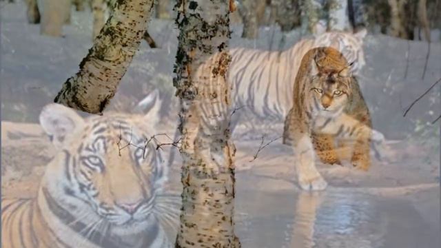 Дикая природа России смотреть онлайн