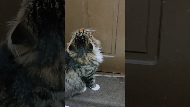 Кот Кокос просится на улицу #кот #коты #тикток смотреть онлайн