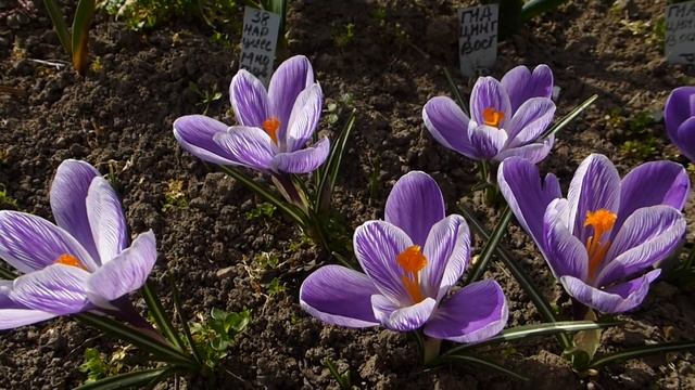 Крокус крупноцветковый смотреть онлайн