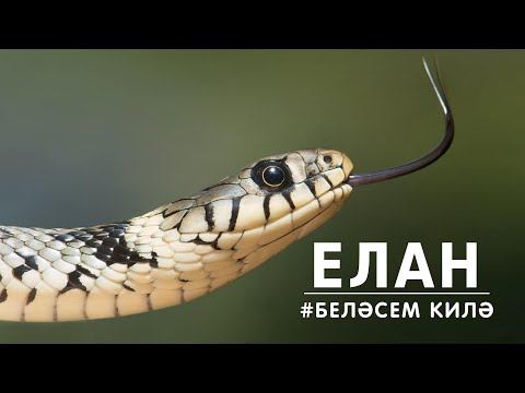БЕЛӘСЕМ КИЛӘ: елан / Змея / Snake смотреть онлайн