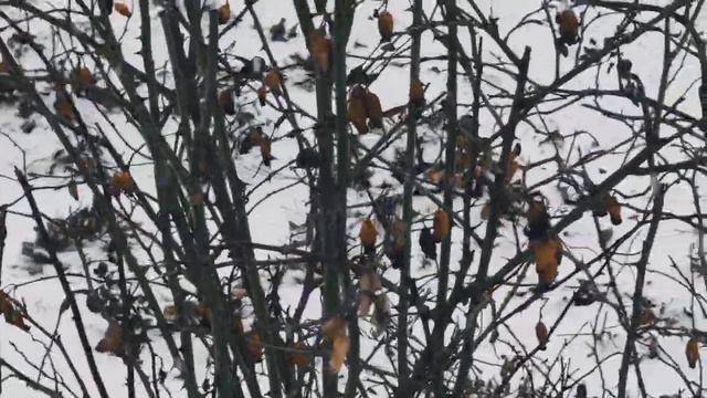 VID 20221227 142323 Весна (Антонио Мачадо- И- Руис)...Павел Васильев Лахтинский смотреть онлайн