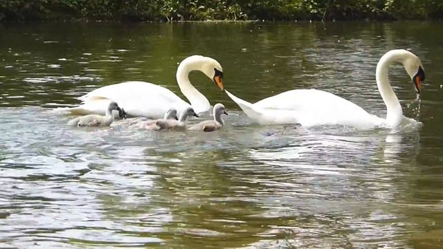 красивые лебеди смотреть онлайн