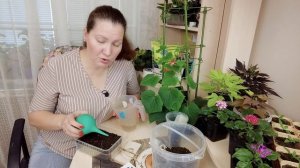 ШЕСТЬ ОСНОВНЫХ ОШИБОК ПРИ ПОСАДКЕ СЕМЯН ТОМАТОВ? |  томаты на рассаду