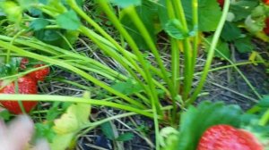 Клубника Азия. Сорт на миллион. Вкусная и урожайная.