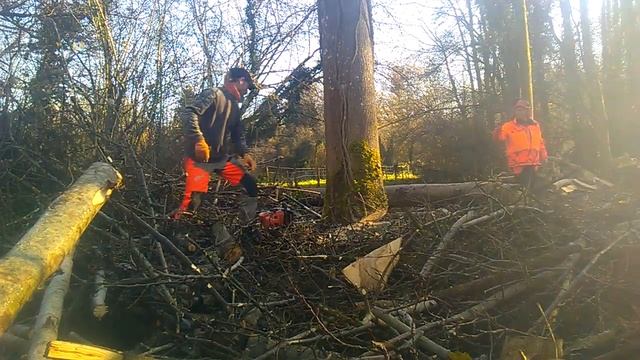 Stihl MS 500i VS Frêne смотреть онлайн