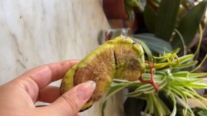 КАК ВЫРАСТИТЬ МАНГО НА ПОДОКОННИКЕ. ВЫРАЩИВАНИЕ ЭКЗОТИЧЕСКИХ ФРУКТОВ. РАСТЕНИЕ МАНГО ДОМА