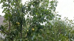 Груша Скороспелка из Мичуринска