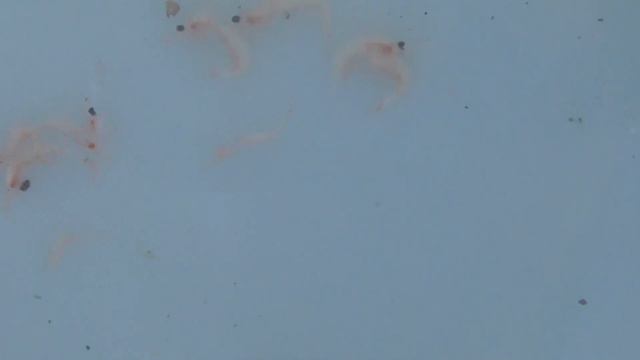 釣った魚を生かしておくと、食べたものを吐き出します。これはアミエビを食べていたのですが、マキエサを捕食していることが多いのです。チヌ（黒鯛）や石鯛がイガイを吐き出すことがあります。 смотреть онлайн