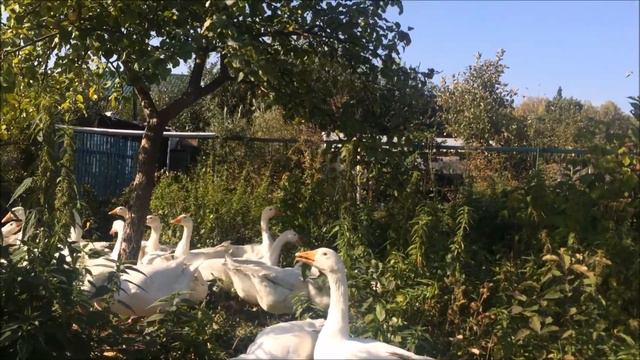 Налетели ветры злые, растревожили гусей... смотреть онлайн