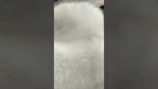 ОЧАРОВАТЕЛЬНАЯ ШУБА ИЗ НОРКИ БЕЛОГО ЦВЕТА смотреть онлайн