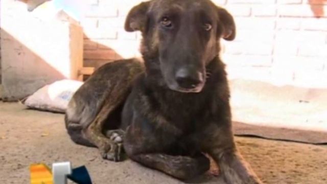 Собака прошла 160 километров. Причина вас поразит! смотреть онлайн