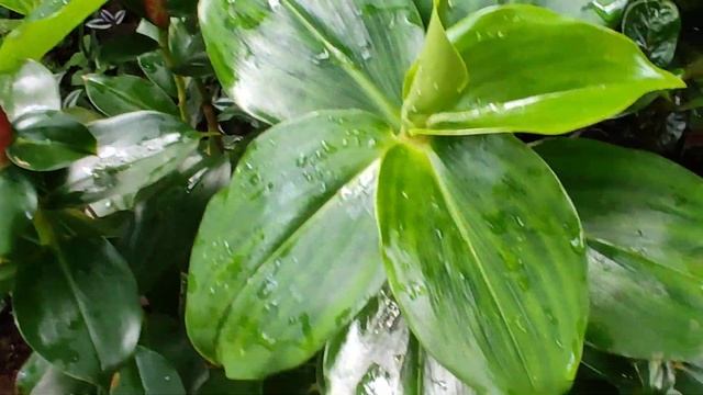 Red button ginger/costus woodsonii plant and it's care смотреть онлайн