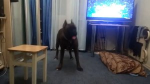 Собака боксер Идол разговаривает