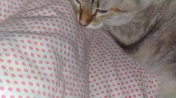 VID20230325001353.mp4