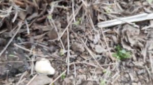 ЛАВАНДА после зимы. Лаванда сухая или живая? Однолетний кустик. 16.04-31.05.2023