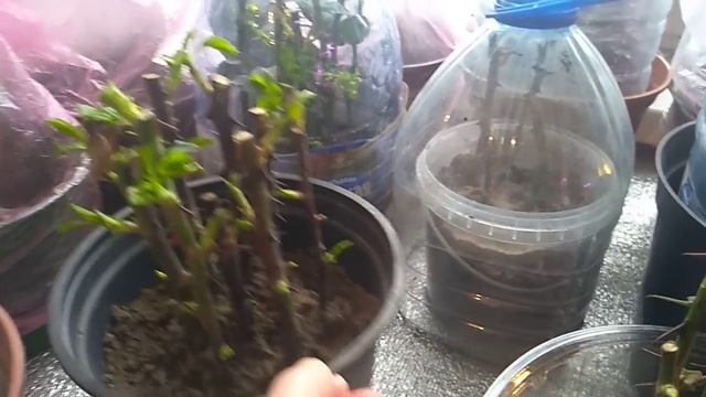 Зимнее черенкование Роз. Как получить хороший результат. смотреть онлайн