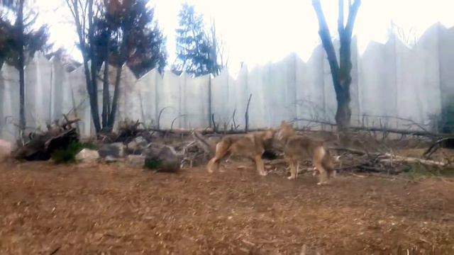 Черкасский зоопарк (6) смотреть онлайн