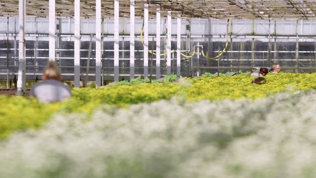 Visit the glass house of a Matricaria grower смотреть онлайн