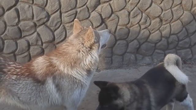 КТО СИЛЬНЕЕ?Who is stronger?АКИТА или МАЛАМУТ?Akita or Malamute?Odessa. смотреть онлайн