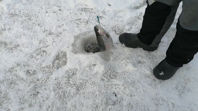 Светлые Горы Форель2 02.02.2023г. смотреть онлайн