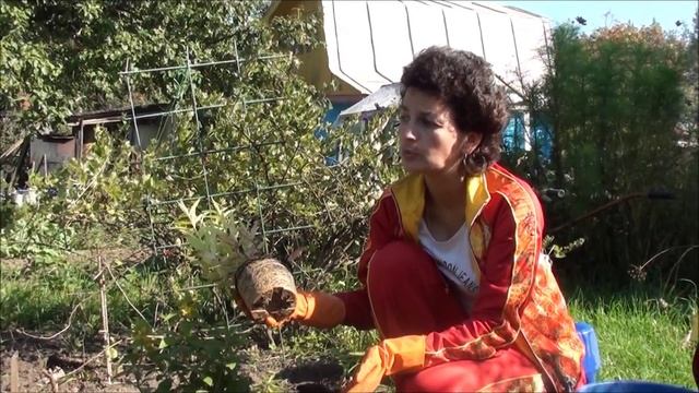 Как правильно посадить растение из контейнера. sadovymir.ru смотреть онлайн