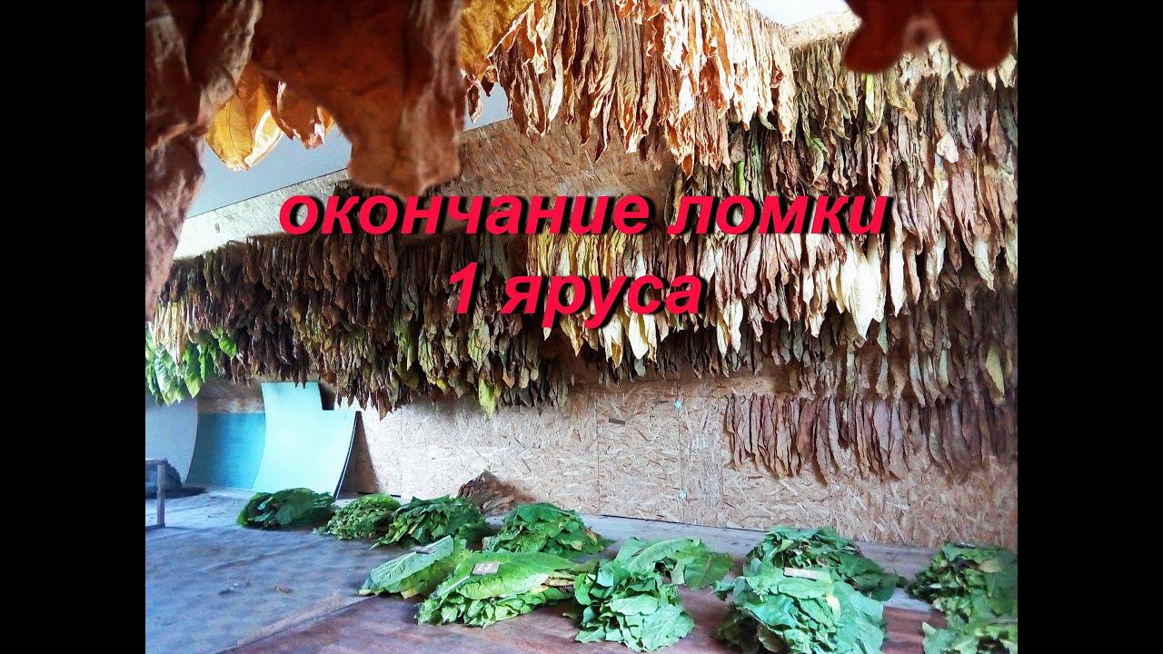 ДНЕВНИК ТАБАКОВОДА  40  3.08. первый ярус собран - результат  ТАБАК