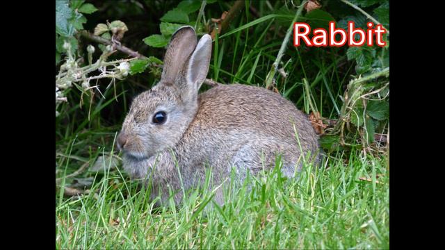 Rabbit: Animals For Children Kids Videos Kindergarten Preschool Learning Toddlers Sounds Songs Farm